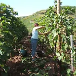 Wein- Und Gaestehaus St. Aldegundishof Pensionat Sankt Aldegund