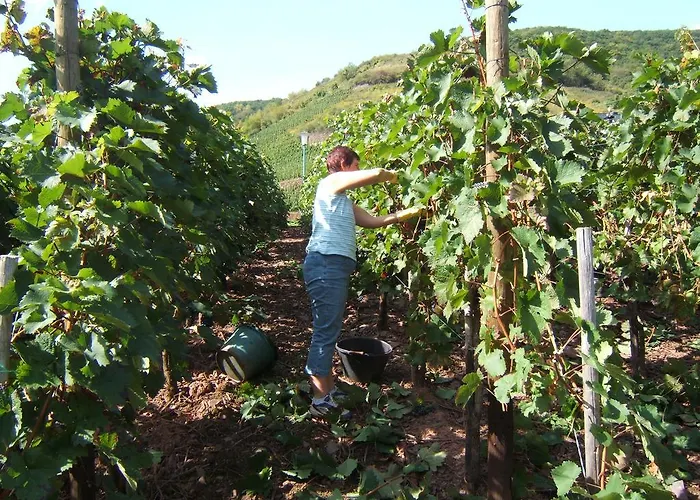 Wein- Und Gaestehaus St. Aldegundishof Casa de hóspedes Sankt Aldegund